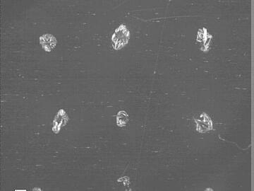 Micrograph of air-dried MALDI matrix. Air-dried spots have an irregular shape and are crystalline in appearance.